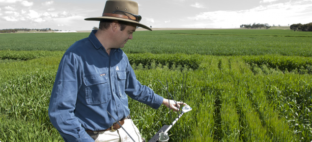 Dr Ben Biddulph at the frost research trial taking observations with crop monitoring equipment