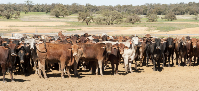 More than 40 red, brown and grey cattle standing alongside each other in a yard with several green trees in the background.