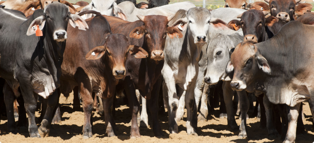 Feedlot cattle