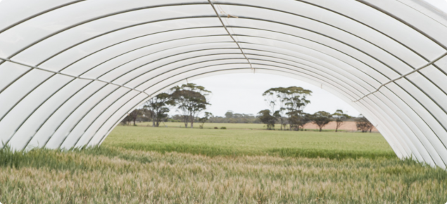 View through one of the rainout shelters at MEF Merredin with trials beginning to hay-off underneath