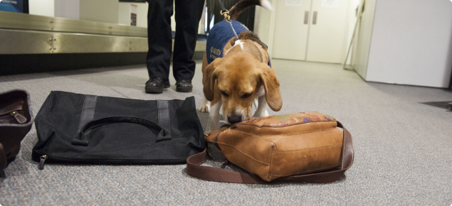 Quarantine detector dogs at Perth Domestic Airport