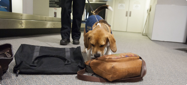 Perth Domestic Airport Checkpoint with Quarantine detector dog on duty