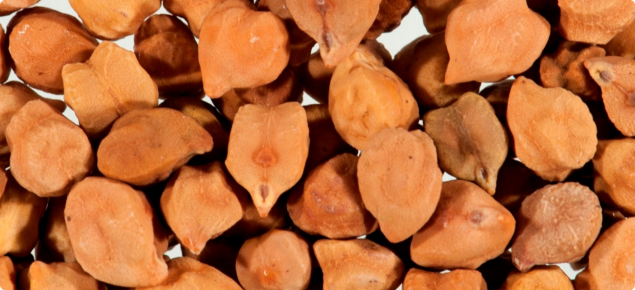 Desi chickpea seed