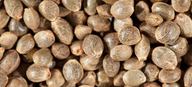 Close up of industrial hemp seed.