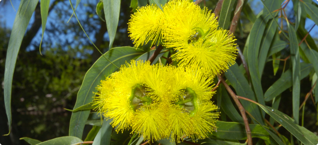 Yellow flowering eucalyptus with green leaves in the background