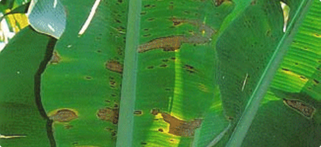 Yellow sigatoka