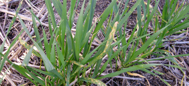 Wheat with Yellow Spot
