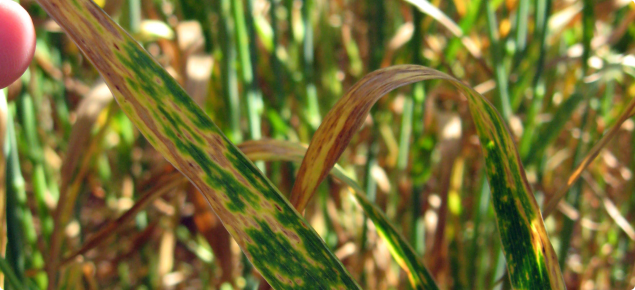 Yellow spot appears as tan elongated lesions with yellow margins, with leaf dying back from tip