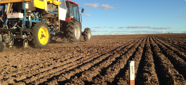 A photo of seeding in Yerecoin 