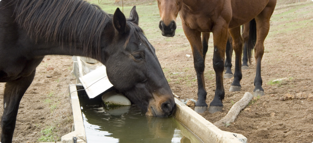 One horse drinking at a water trough as another horse stands nearby.