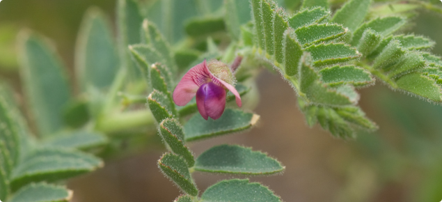 Close-up of a desi chickpea plant with pinkish purple flower highlighted in the centre