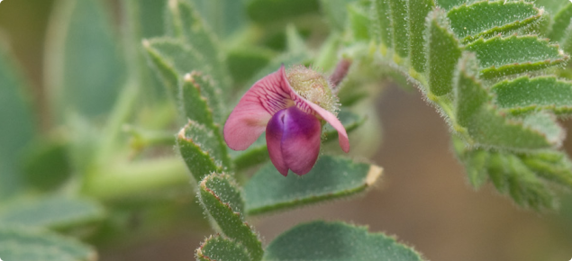 Close-up of a desi chickpea plant with pinkish purple flower highlighted in the centre
