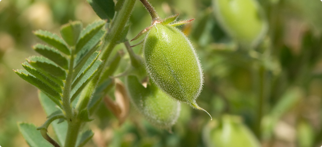 Closeup of a chickpea plant showing green pods