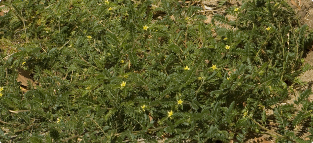 Caltrop stems lie prostrate on the ground, radiating from a central taproot.