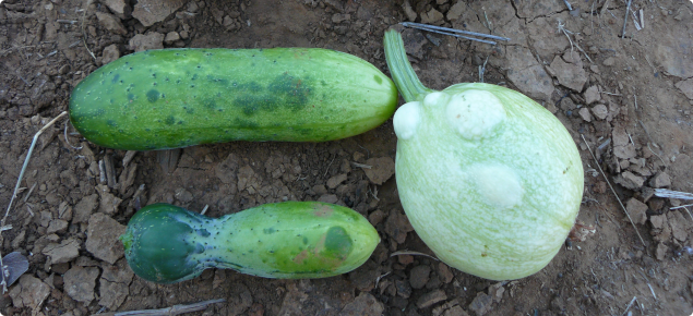 Cucumber, squash and melon fruit infected with ZYMV