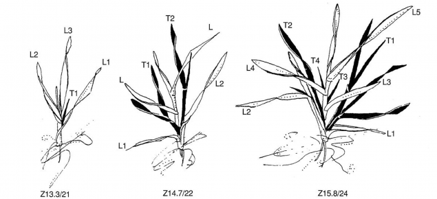 Sketch of cereal stages seedling development as described by Zadoks growth stages