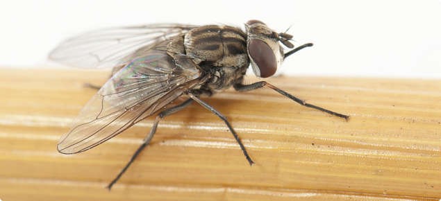 Stable fly is an aggravating insect with sharp mouthparts that are used to bite animals and draw blood.