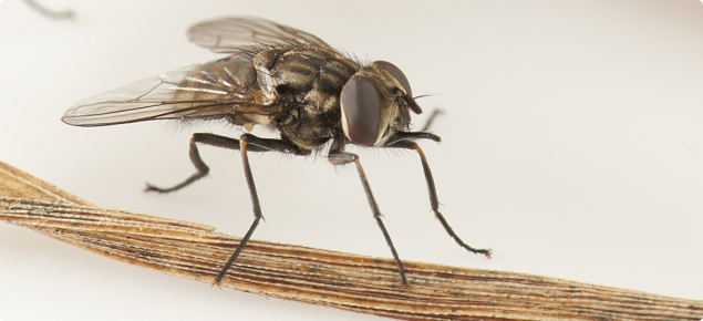 Stable fly is an aggravating pest that seeks animal blood for its life cycle.