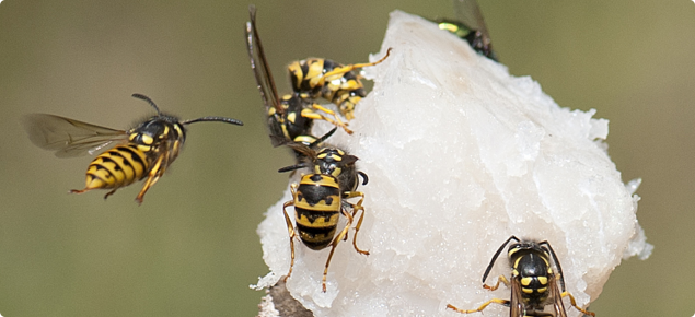 European wasps
