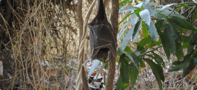 Bat with Australian bat lyssavirus