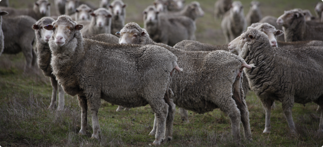 Merino sheep