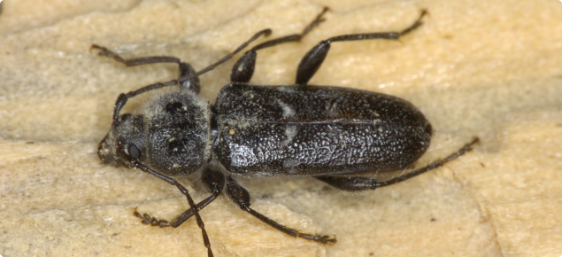 An adult European House Borer beetle on a piece of pine wood. The beetle is brownish-black in colour and 8-25mm in length with antennae about half as long as the body.