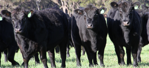 Angus cattle in paddock