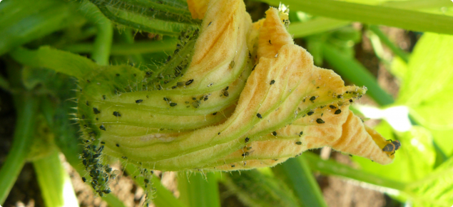 Melon aphids are vectors of ZYMV