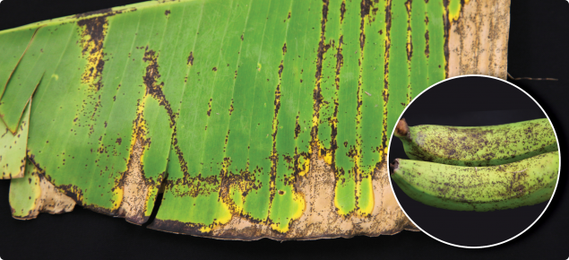 Banana freckle disease symptoms