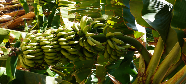 Carnarvon bananas