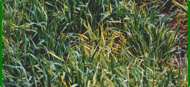 Barley yellow dwarf virus infection of barley