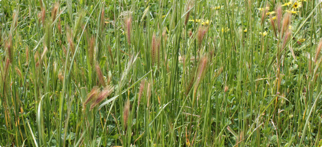A mixed pasture with barley grass and silvergrass seed heads