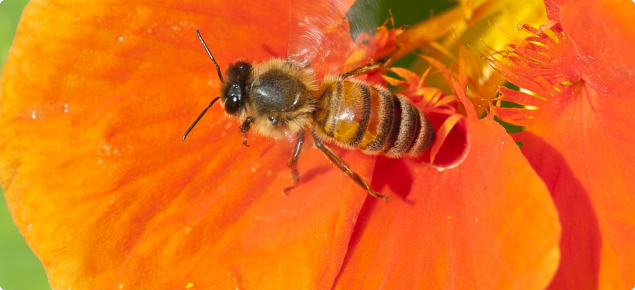 Bee on an orange coloured nasturtian flower.