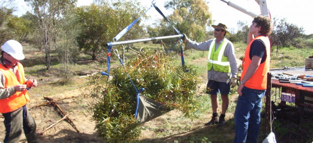 Image depicting three project staff using a truck mounted hydraulic lifting arm to weigh tree branches at the West Three Springs site