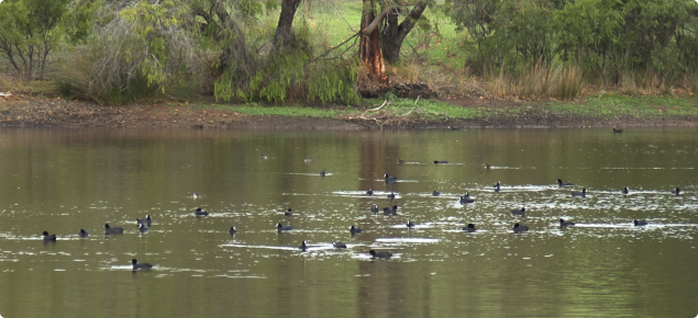 Water birds on farm dams