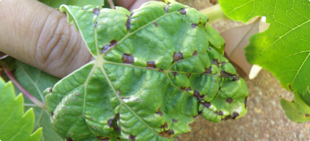 Grape leaf showing distorted and crinkled appearance caused by black spot infection
