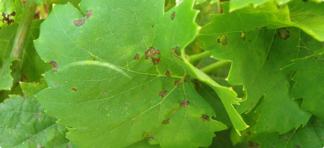 Grape leaf showing the small circular lesions which appear on young leaves early in spring