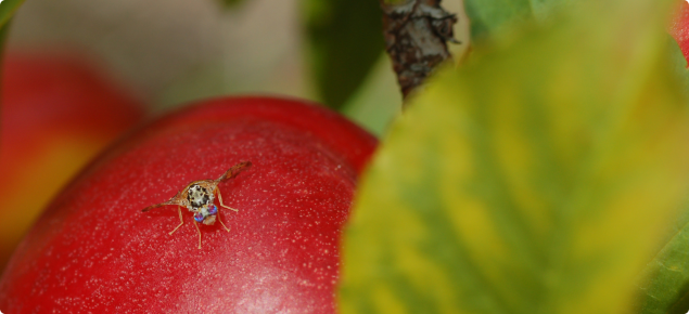 Medfly on fruit