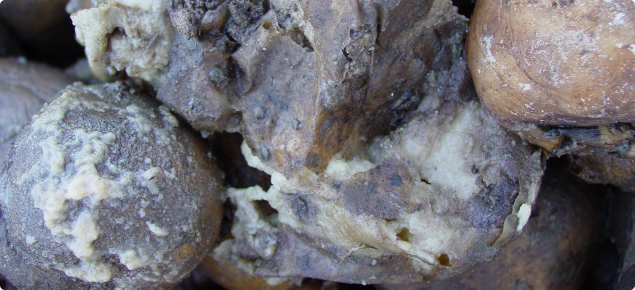 Close up view of potatoes which have broken down in store