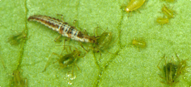 Brown lacewing larva (left) feeding on aphids