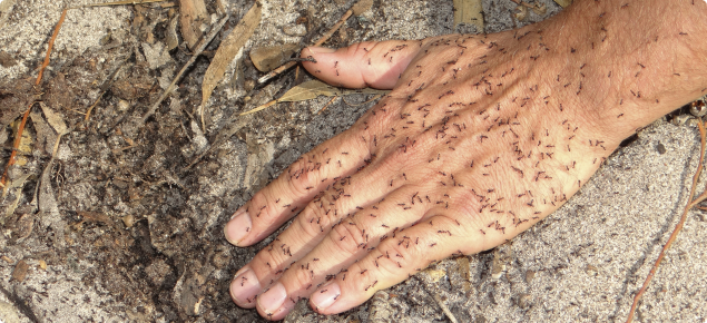 browsing ants covering someone's hand