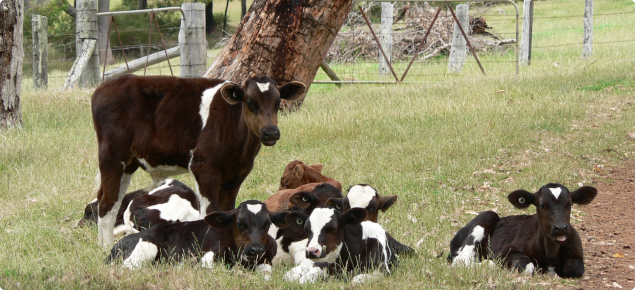 dairy calves