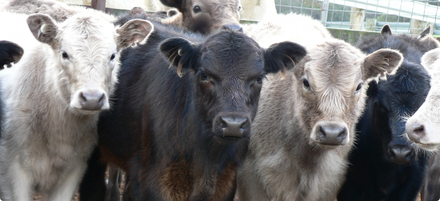 Three young murray grey calves standing together with correct NLIS electronic identification and earmarks.