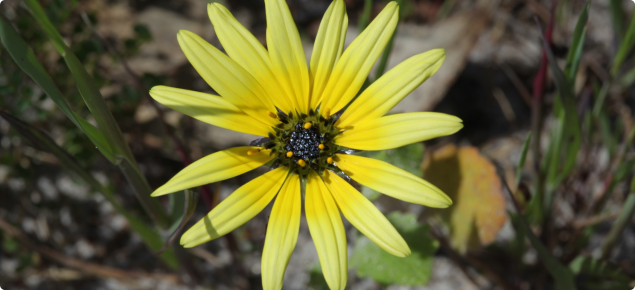 Capeweed flower head