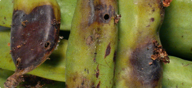 Green pods with brown marks caused by carob moth infestation.