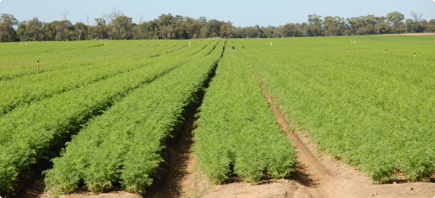 Carrot crop, Myalup, Western Australia