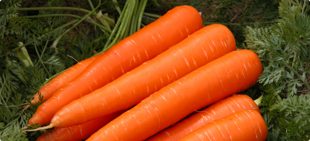 Western Australian carrots