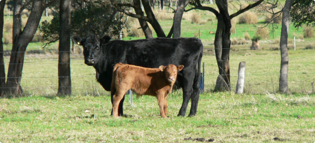 A black angus cow with her red angus calf in a green paddock. 