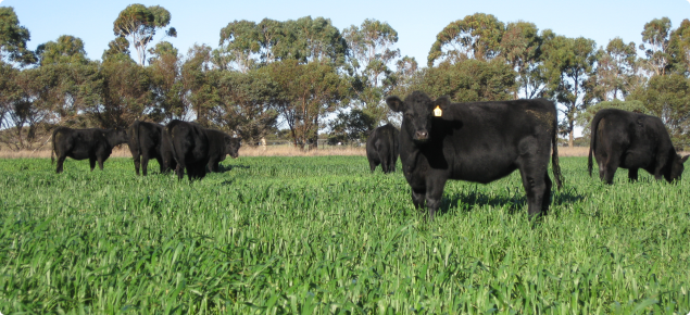 Angus heifers grazing in a paddock of cereal crop