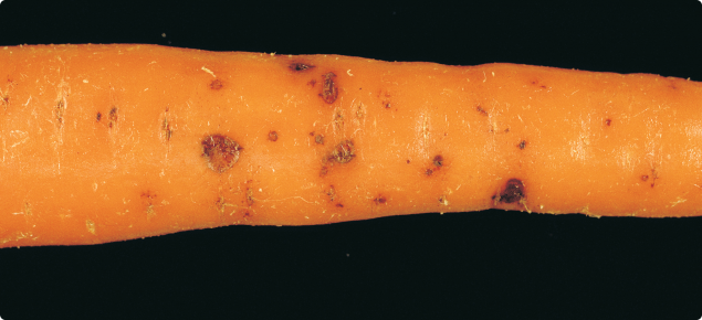 Cavity spot lesions on carrot